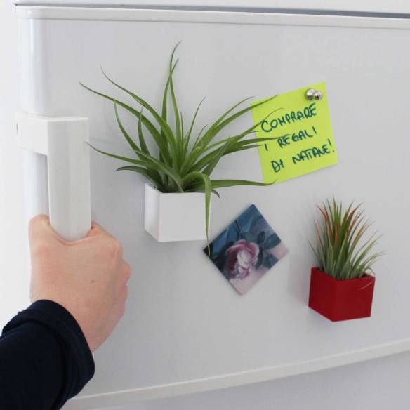 Kalamitica Cubo Magnetico 3,5 Cm Con Tillandsia Multiflora