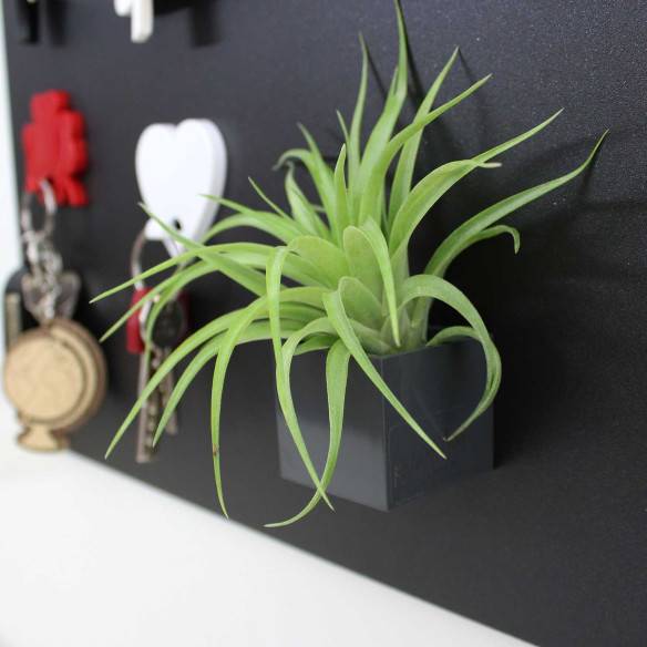 Kalamitica Cubo Magnetico 3,5 Cm Con Tillandsia Multiflora