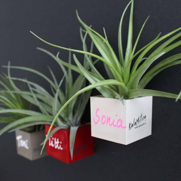 Kalamitica Cubo Magnetico 3,5 Cm Con Tillandsia Multiflora