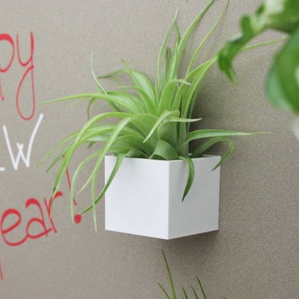 Kalamitica Cubo Magnetico 3,5 Cm Con Tillandsia Multiflora