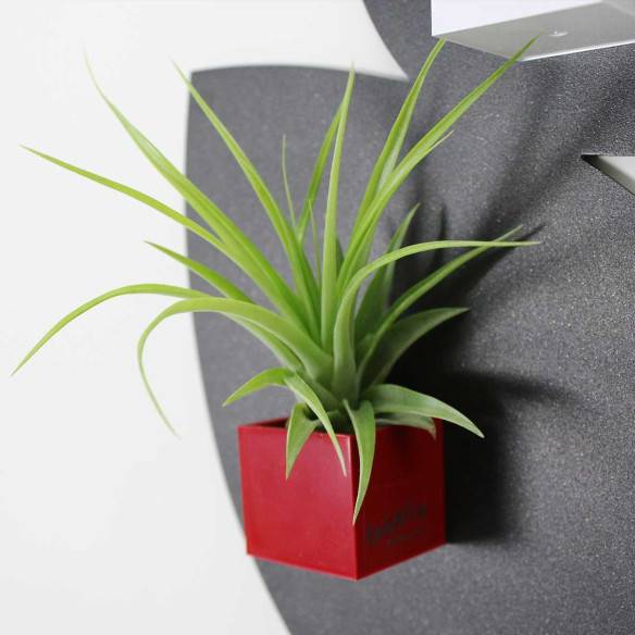 Kalamitica Cubo Magnetico 3,5 cm con Tillandsia Multiflora