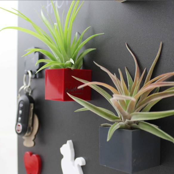 Kalamitica Cubo Magnetico 3,5 Cm Con Tillandsia Velutina