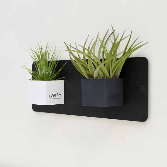 Kalamitica Cubo Magnetico 3,5 Cm Con Tillandsia Velutina