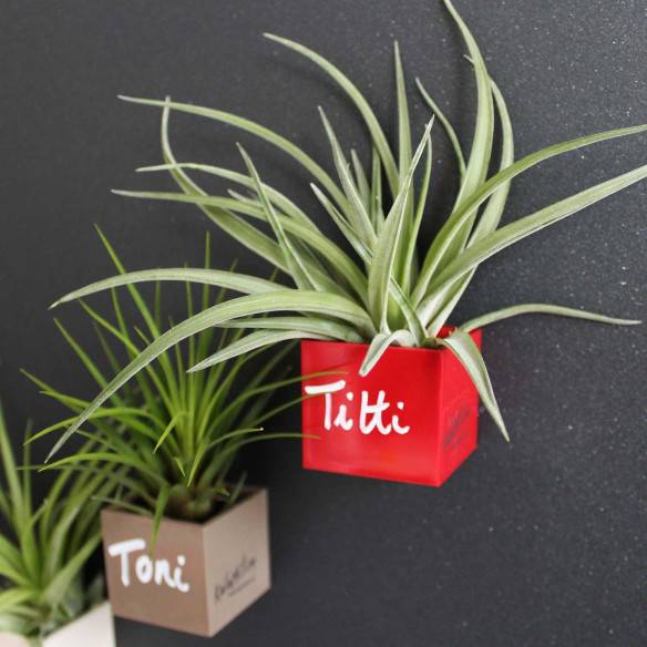Kalamitica Cubo Magnetico 3,5 Cm Con Tillandsia Velutina
