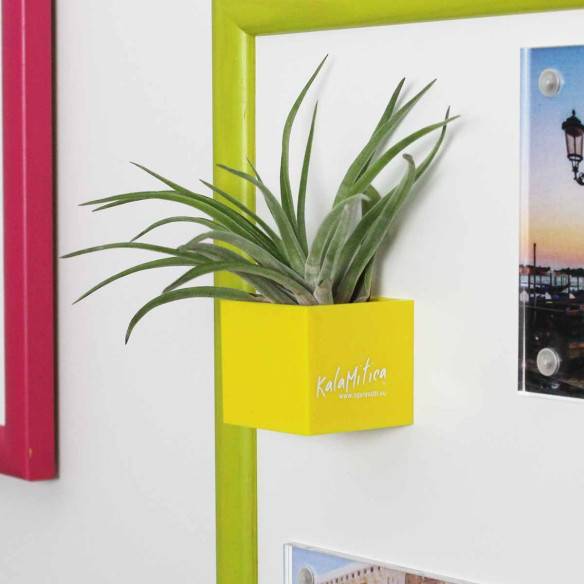 Kalamitica Cubo Magnetico 3,5 Cm Con Tillandsia Velutina