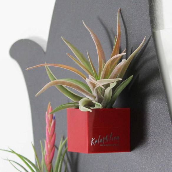 Kalamitica Cubo Magnetico 3,5 cm con Tillandsia Velutina