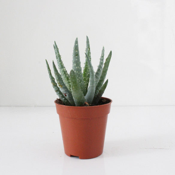 Kalamitica Aloe Humilis