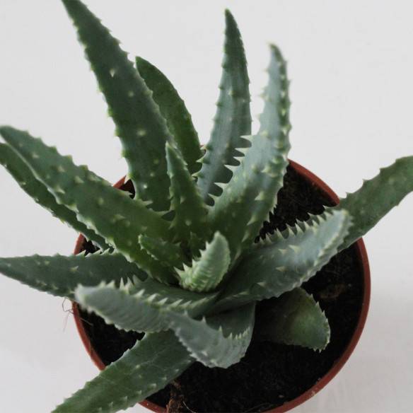 Kalamitica Aloe Humilis