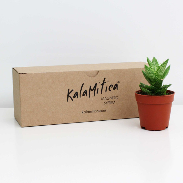 Kalamitica Aloe Squarrosa