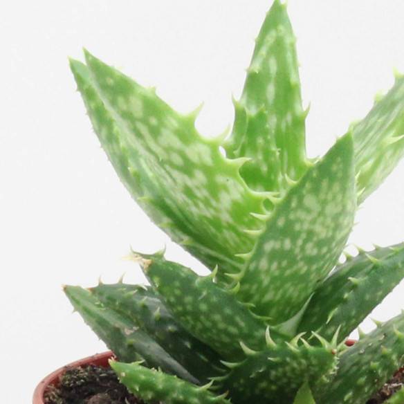 Kalamitica Aloe Squarrosa