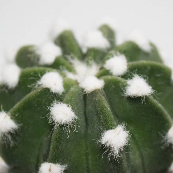 Kalamitica Echinopsis Subdenudata