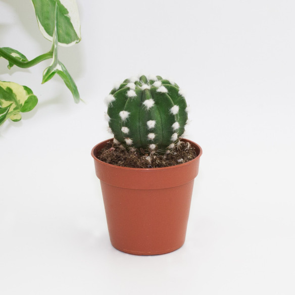 Kalamitica Echinopsis Subdenudata