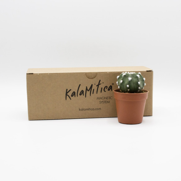 Kalamitica Echinopsis Subdenudata