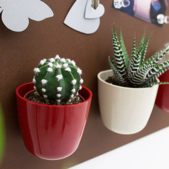 Kalamitica Echinopsis Subdenudata