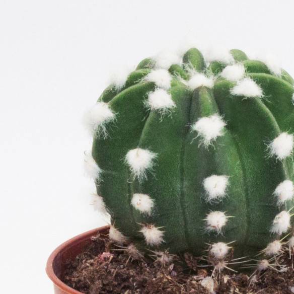 Kalamitica Echinopsis Subdenudata