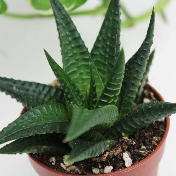 Kalamitica Haworthia Limifolia