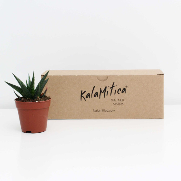 Kalamitica Haworthia Limifolia