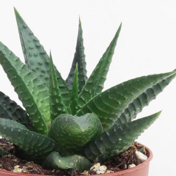 Kalamitica Haworthia Limifolia