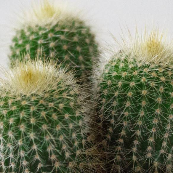 Kalamitica Notocactus Leninghausii