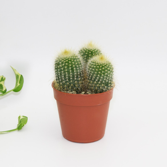 Kalamitica Notocactus Leninghausii