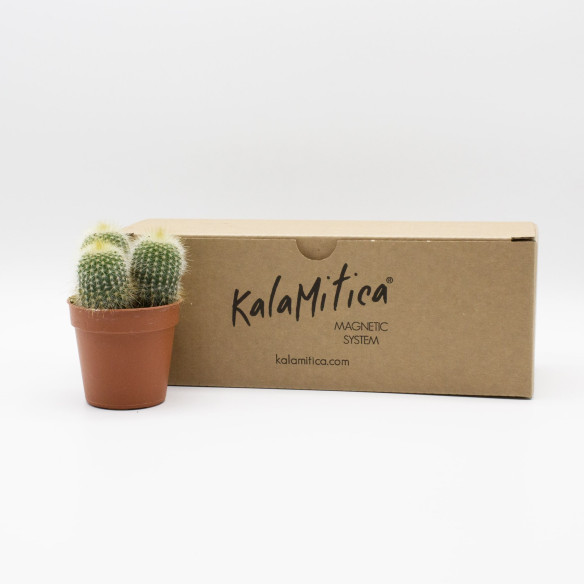 Kalamitica Notocactus Leninghausii