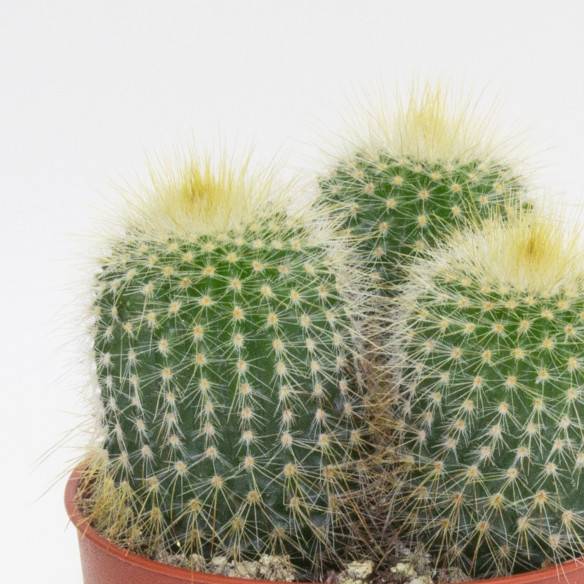 Kalamitica Notocactus Leninghausii