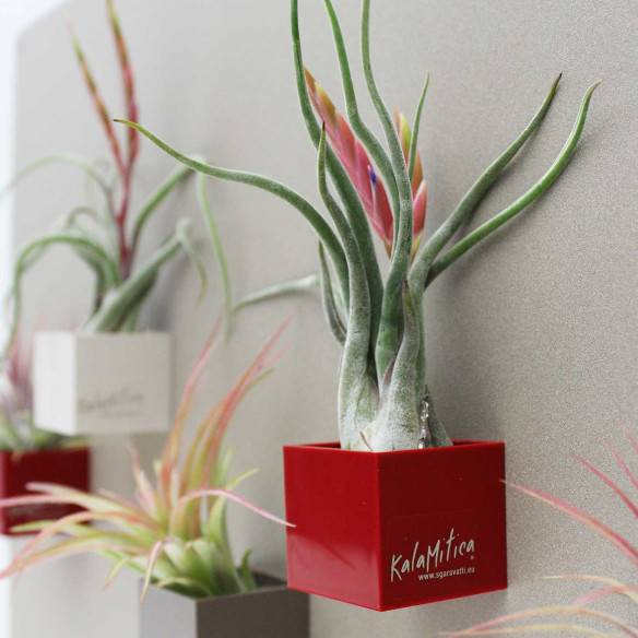 Kalamitica Tillandsia Caput Medusae