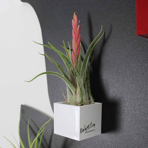 Kalamitica Tillandsia Caput Medusae