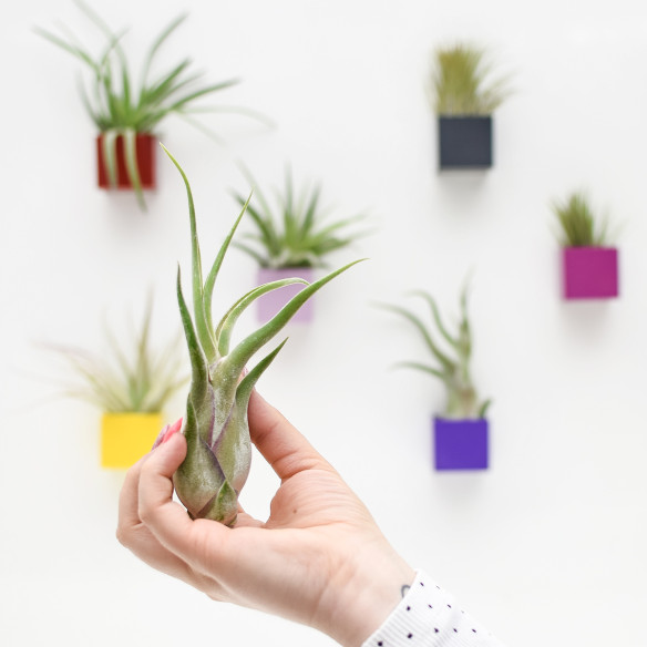 Kalamitica Tillandsia Caput Medusae