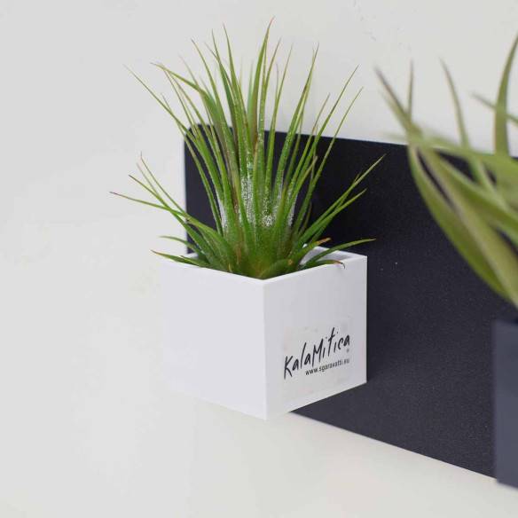 Kalamitica Tillandsia Ionantha