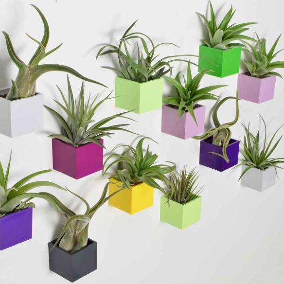 Kalamitica Tillandsia Ionantha