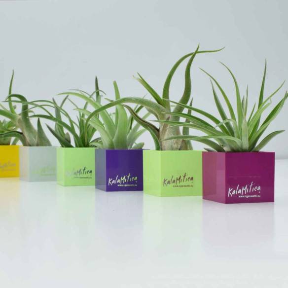 Kalamitica Tillandsia Ionantha