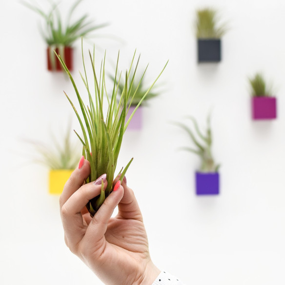 Kalamitica Tillandsia Melanocrater