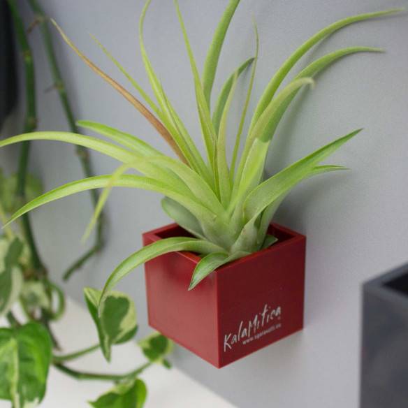 Kalamitica Tillandsia Multiflora