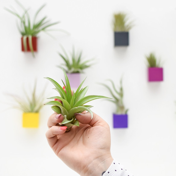 Kalamitica Tillandsia Multiflora