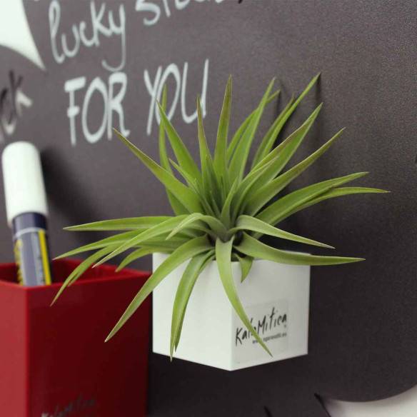 Kalamitica Tillandsia Velutina