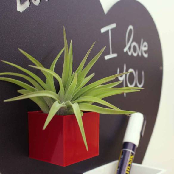 Kalamitica Tillandsia Velutina