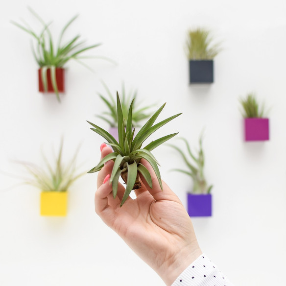 Kalamitica Tillandsia Velutina