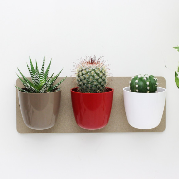 Kalamitica KIT GREEN TRIS, Idea Regalo Con Piante Grasse