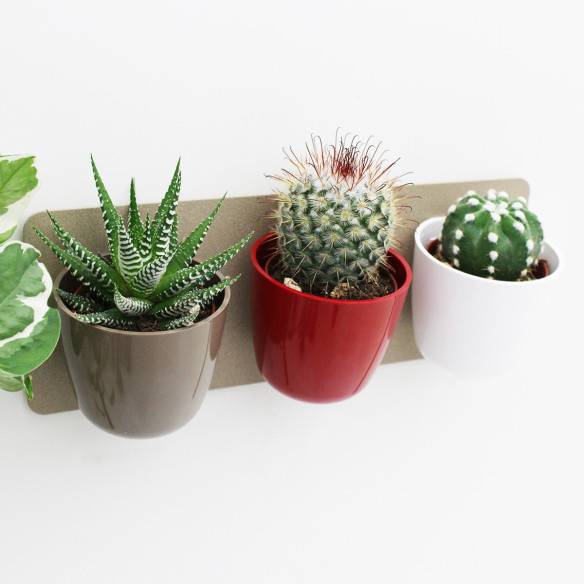 Kalamitica KIT GREEN TRIS, Idea Regalo Con Piante Grasse