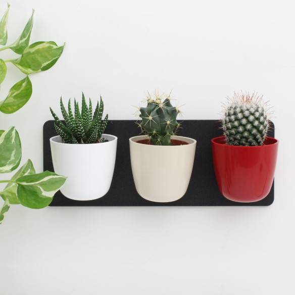 Kalamitica KIT GREEN TRIS, Idea Regalo Con Piante Grasse