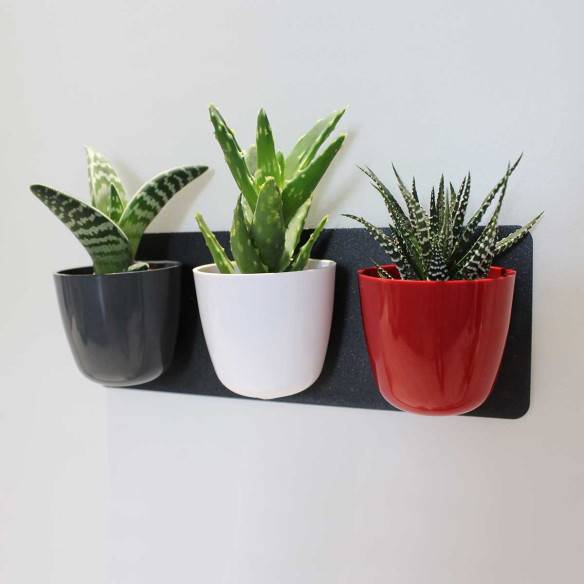 Kalamitica KIT GREEN TRIS, Idea Regalo Con Piante Grasse