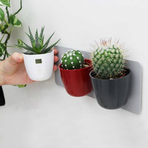 Kalamitica KIT GREEN TRIS, Idea Regalo con Piante Grasse