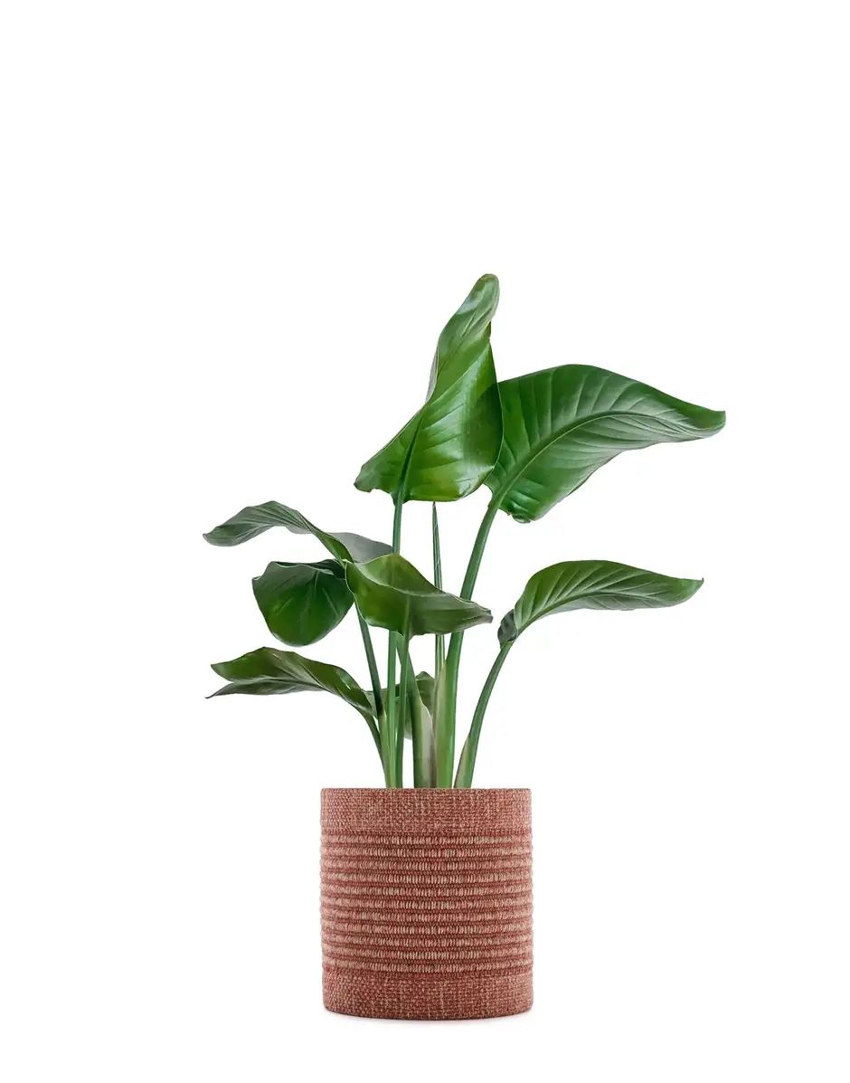 Kartell Kleo Coprivaso Ludovica + Roberto Palomba