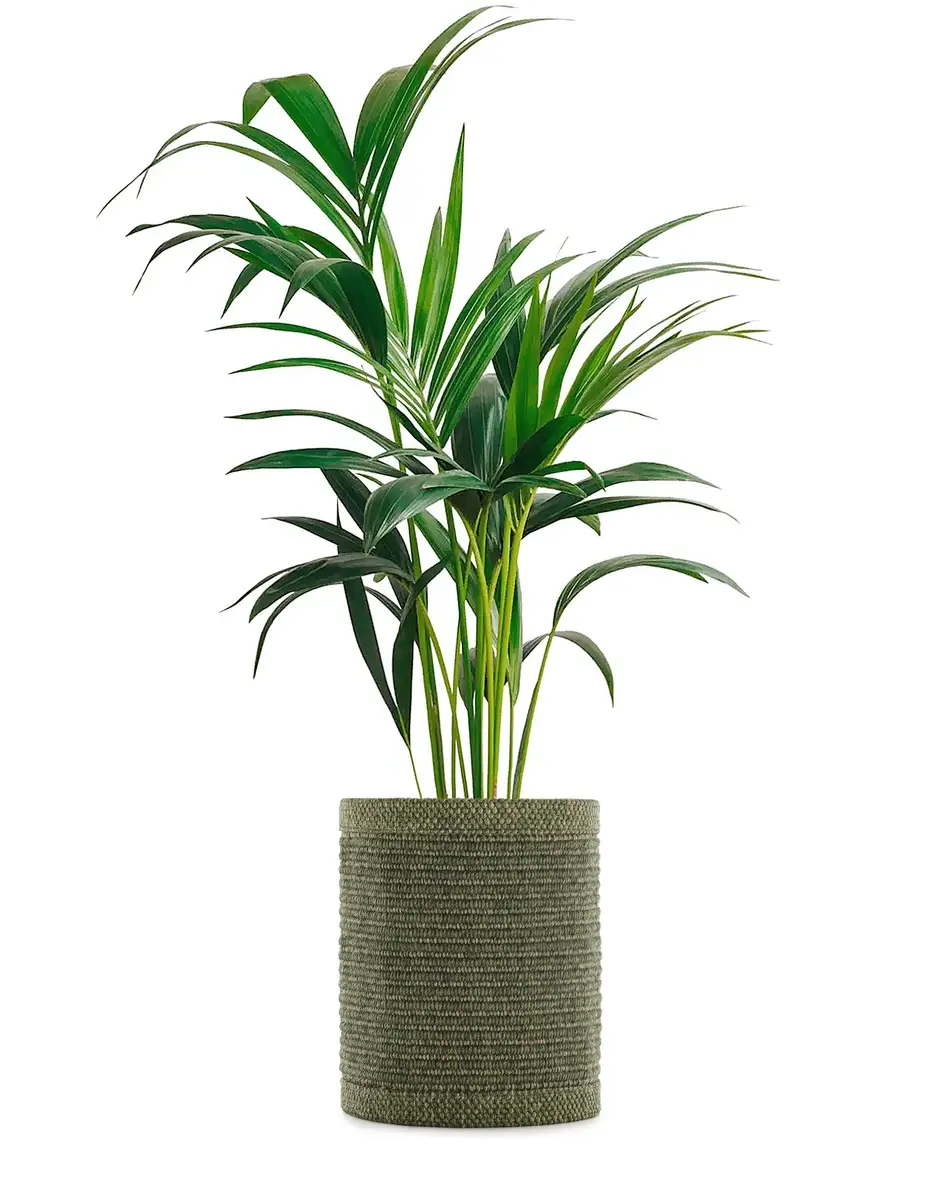 Kartell Kleo Coprivaso Ludovica + Roberto Palomba