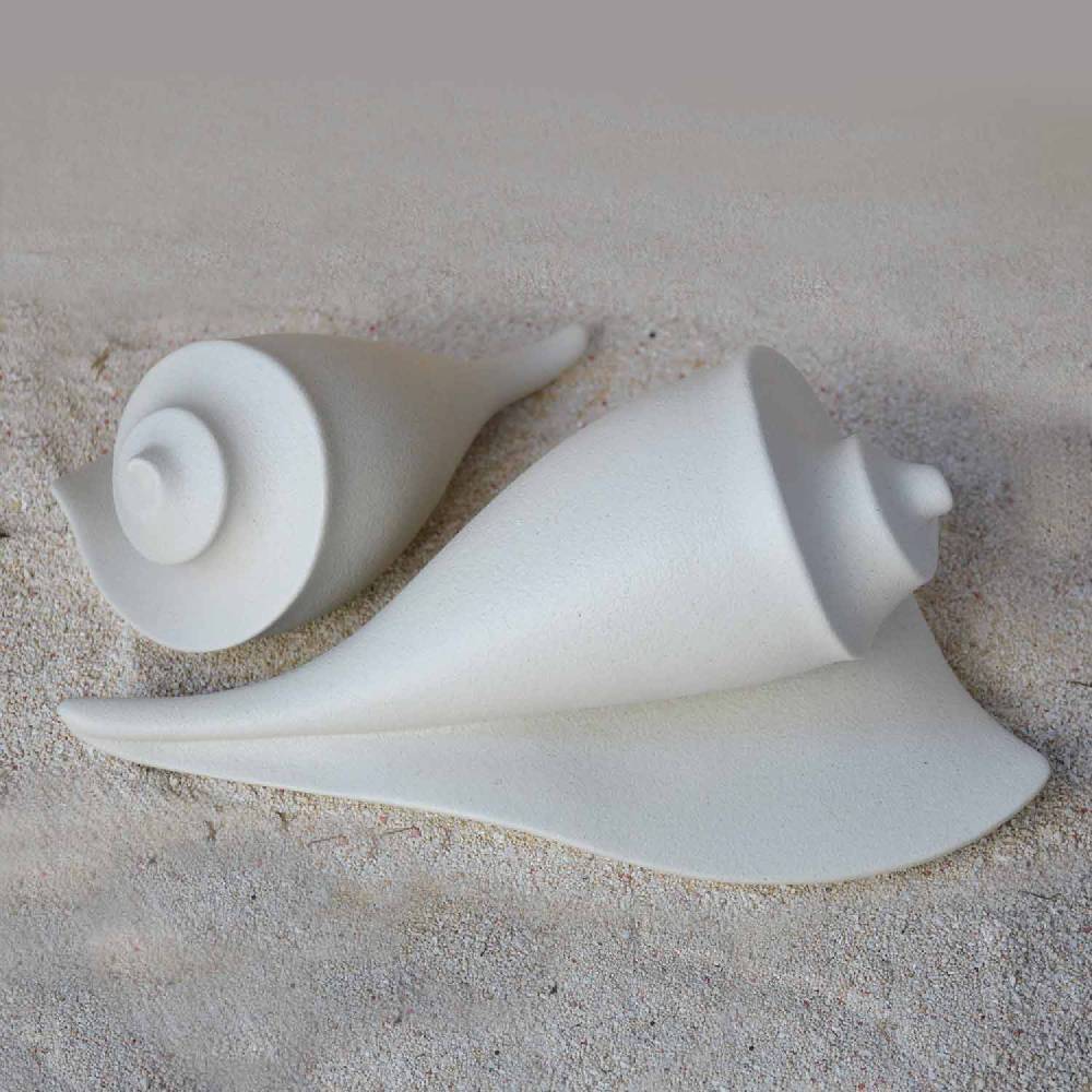 Lineasette Conchiglie