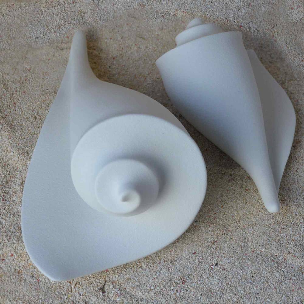 Lineasette Conchiglie