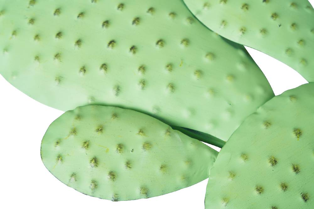 Novità Home Decor Cactus Rotondo