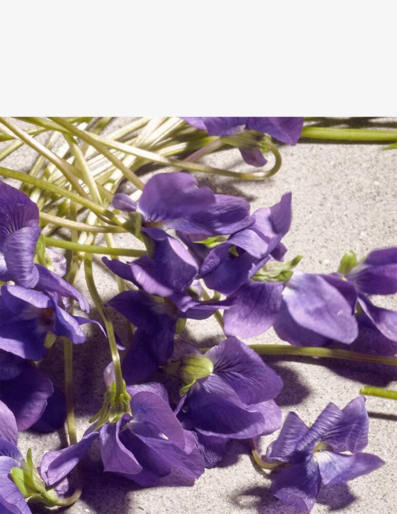 Dolce & Gabbana Dolce Violet Eau De Toilette