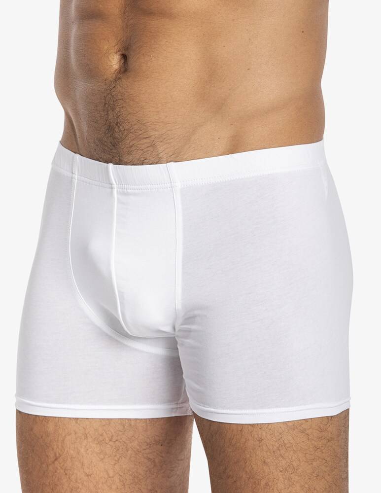 Julipet Boxer icos
